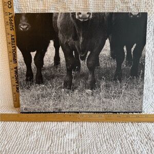 Rustic Black & White Cattle Canvas Print